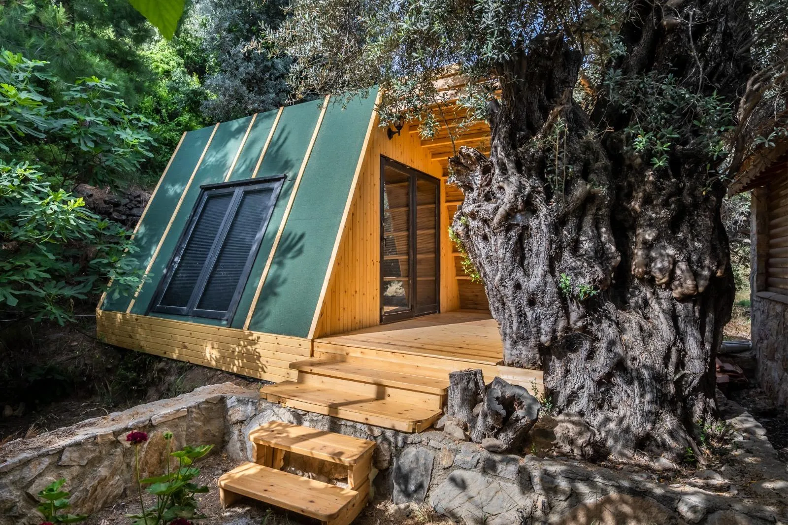 Asırlık zeytin ağacının yanında ahşap bungalov
